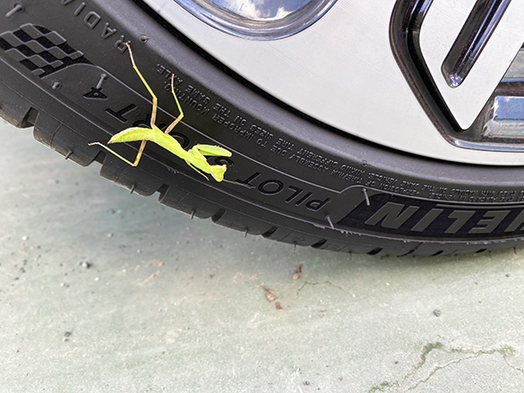 ミシュランのサイドウォール。