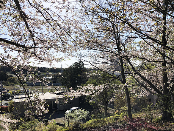 キャンプのあとのサクラとミドリ。