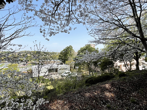 10日前の満開。