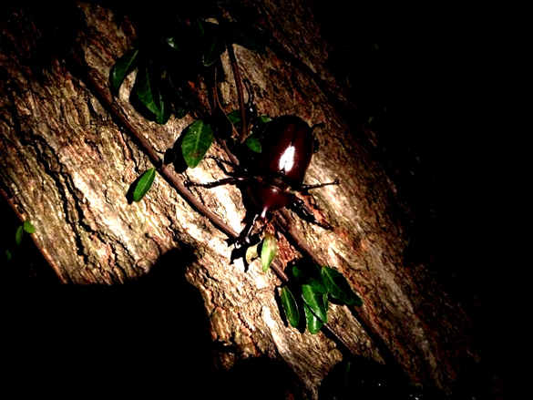 カ、カブトムシ！