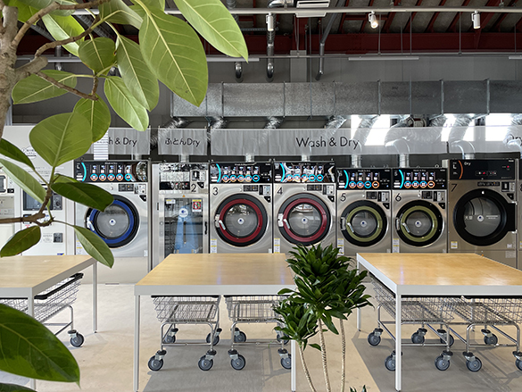 koenopzny_08 - s.JPG