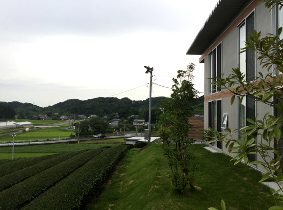 二番茶のあとのミドリ。