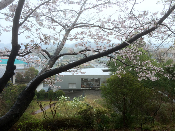 もう少しで満開です。