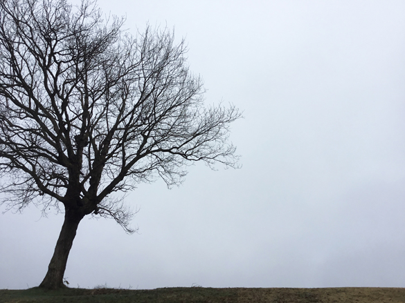 tawacam_17_01_15 - s.JPG